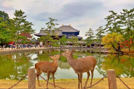 Nara Private & Customizable Tour with Comfortable Car (Up to 9 Guests)