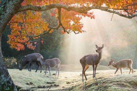 Nara Private & Customizable Walking Tour with Expert Guide (7h / 9ppl)