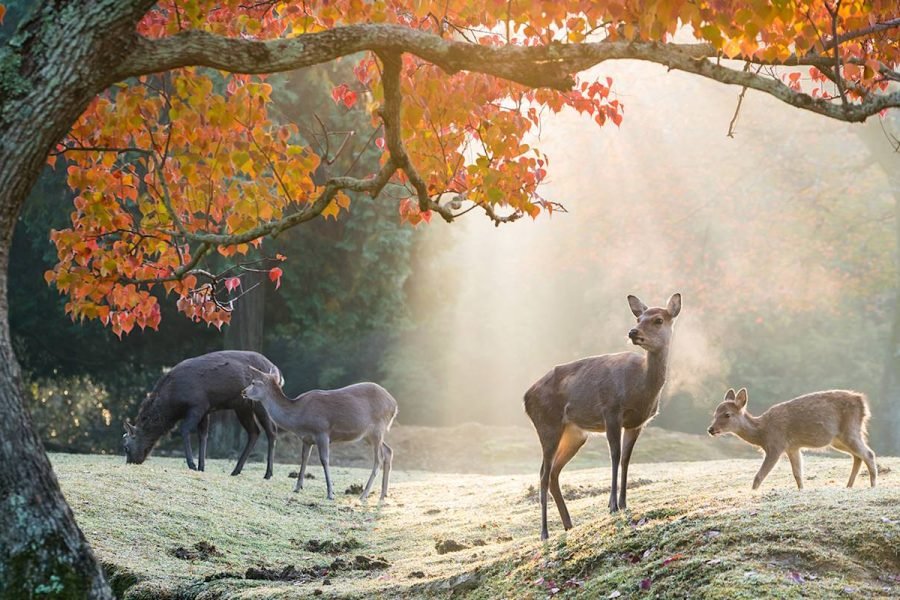 Nara Private & Customizable Walking Tour with Expert Guide (3h / 9ppl)