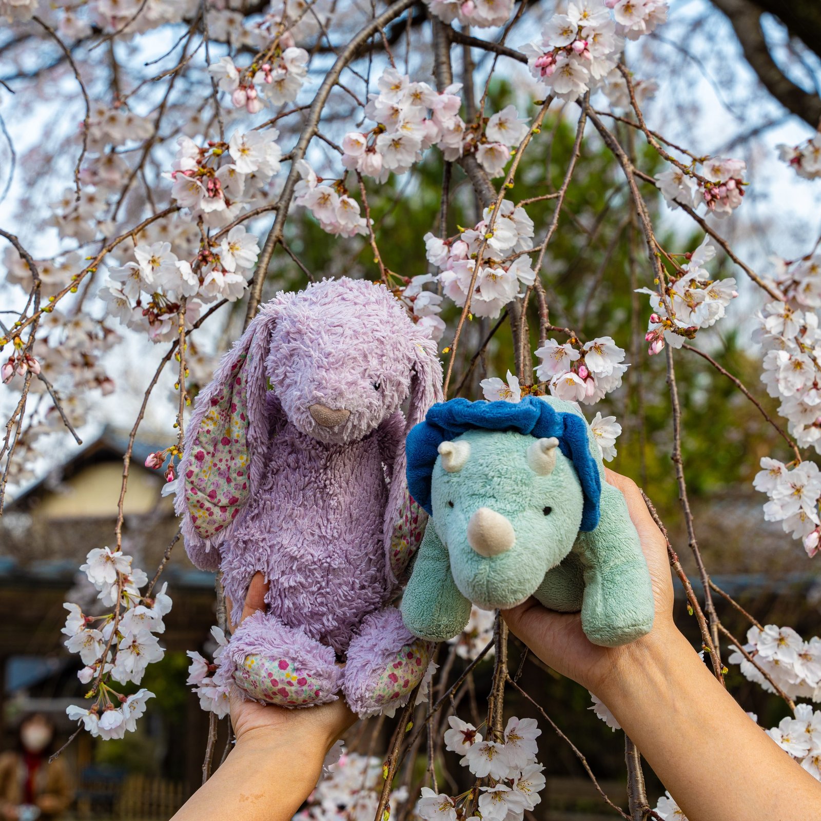 Kyoto Photoshoot: Private Cherry Blossom Photography